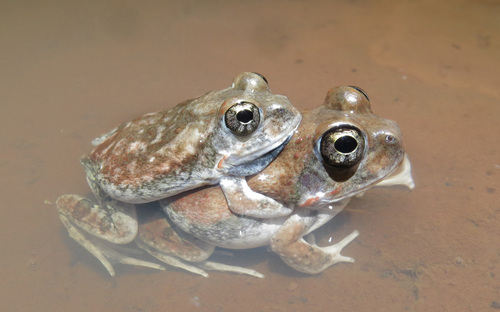 Marmorate Pyxie, Tomopterna marmorata