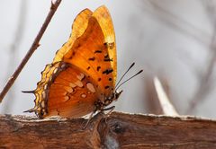 Charaxes jahlusa rex