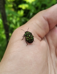 Orsilochides variabilis