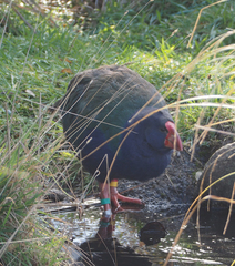 Porphyrio hochstetteri