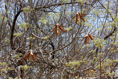 Entandrophragma caudatum