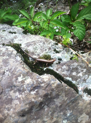 Plestiodon anthracinus anthracinus