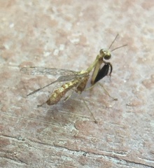 Mantispa scabricollis