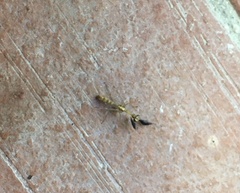 Mantispa scabricollis