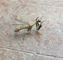 Mantispa scabricollis