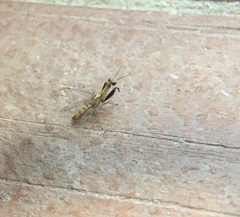 Mantispa scabricollis