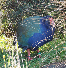 Porphyrio hochstetteri