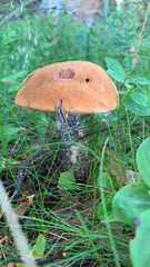 Leccinum