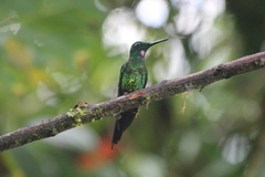 Heliodoxa imperatrix