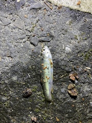 Opsariichthys evolans