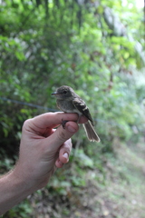 Lathrotriccus griseipectus
