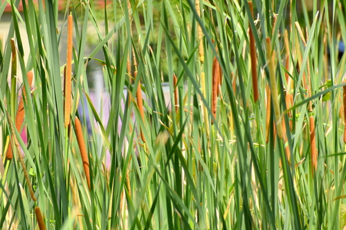 Elephant grass (Typha elephantina)