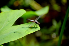 Brachydiplax chalybea