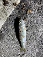 Opsariichthys evolans