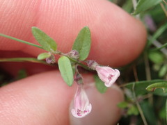 Scutellaria minor