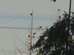 Corvus brachyrhynchos caurinus
