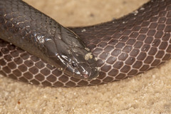 Amblyodipsas polylepis
