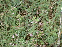 Scutellaria minor