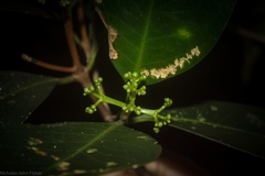 Triflorensia cameronii