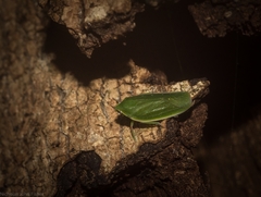 Anabunda murrayfletcheri