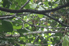 Pachyramphus cinnamomeus