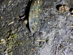 Opsariichthys evolans