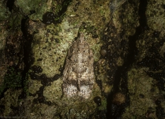 Polylopha epidesma