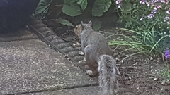Sciurus carolinensis
