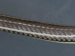 Psammophis lineatus