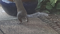 Sciurus carolinensis