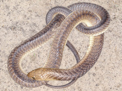 Naja anchietae