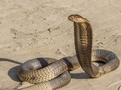 Naja anchietae