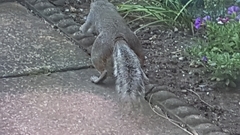 Sciurus carolinensis