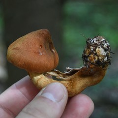 Cortinarius rubellus