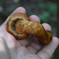 Cortinarius rubellus
