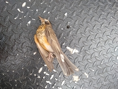 Turdus migratorius