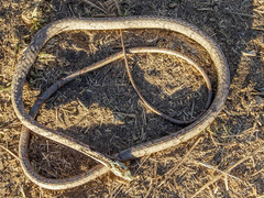 Thelotornis capensis