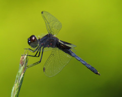 Celithemis martha