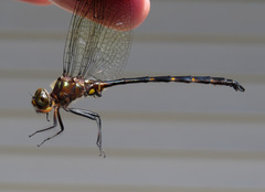 Somatochlora linearis