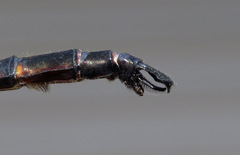 Somatochlora linearis