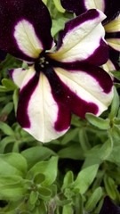 Petunia × atkinsiana
