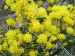 Acacia nervosa
