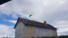 Heterotoma planicornis