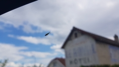 Heterotoma planicornis