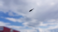 Heterotoma planicornis