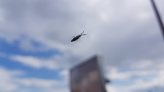 Heterotoma planicornis