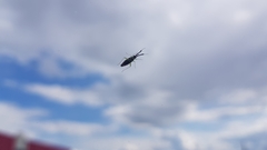 Heterotoma planicornis