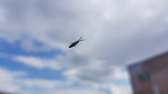 Heterotoma planicornis