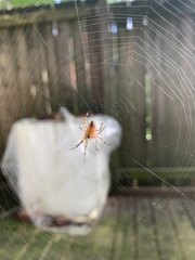 Araneus diadematus