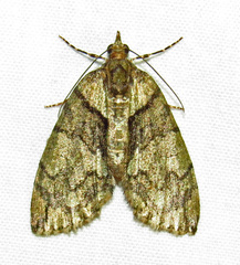 Hydriomena pluviata
